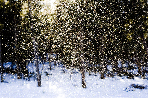 snow-flakes-3-chris-white.jpg
